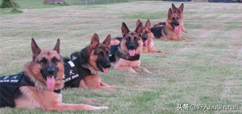 八种适合户外的伴侣狗狗,居然还有它