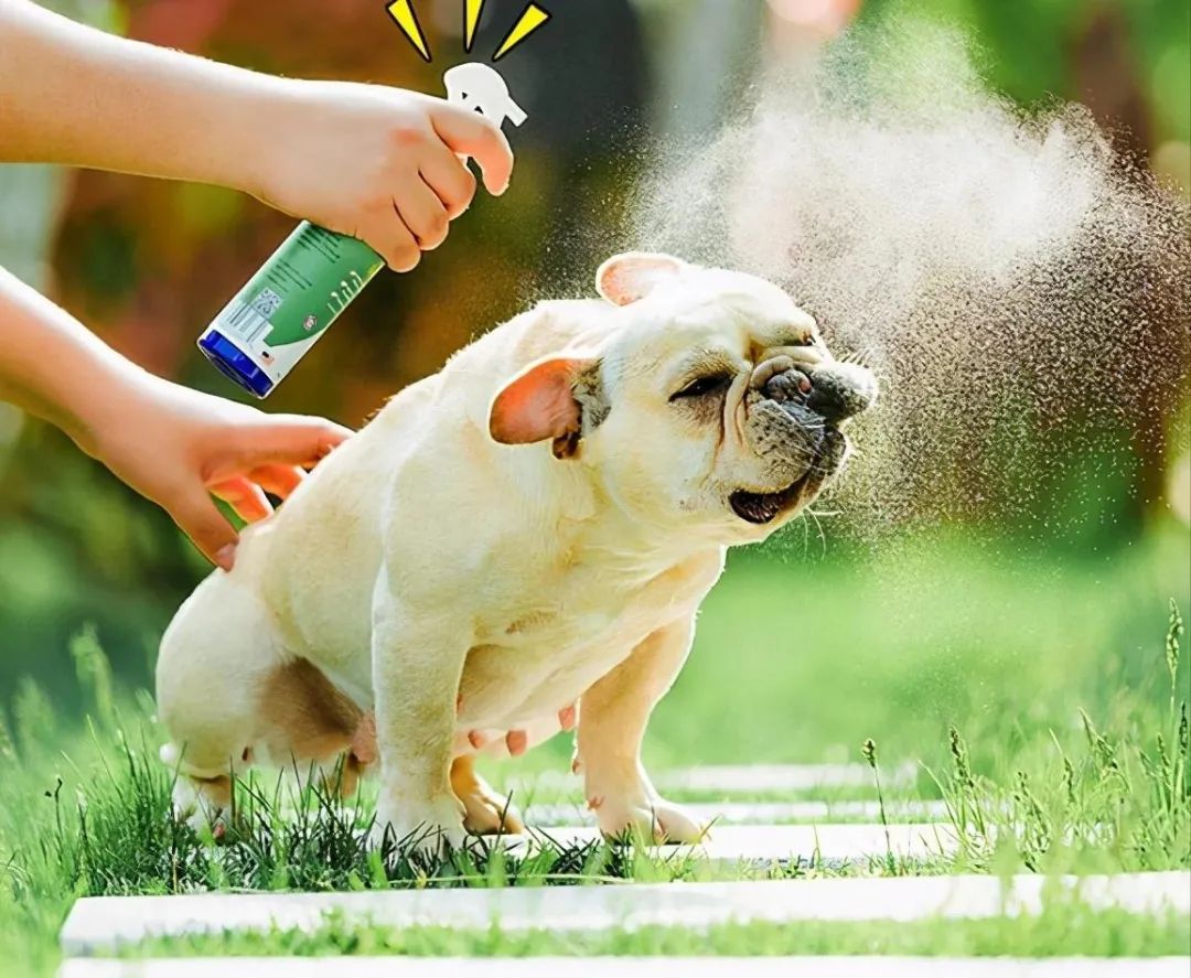 趾间炎狗狗怎么预防,下雨天怎么预防狗狗趾间炎