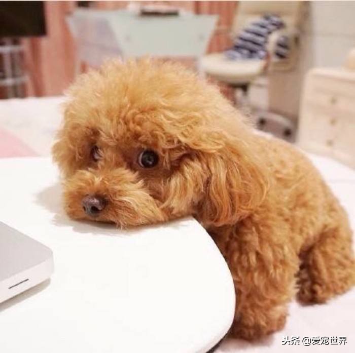 泰迪突然不粘主人怎么回事,泰迪为什么这么粘人