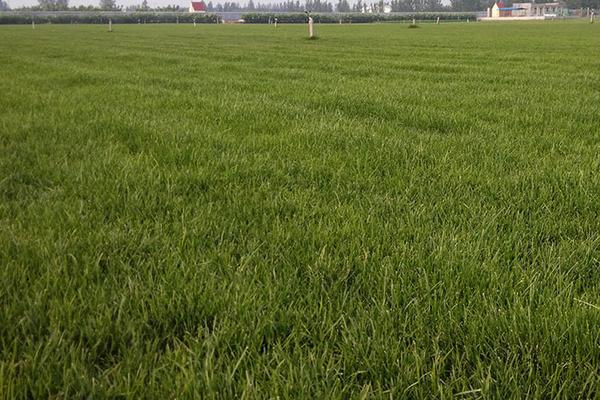 草坪除杂草最厉害是哪种,绿化草坪杂草治理