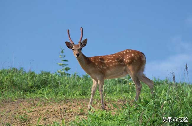 广东梅花鹿养殖,梅花鹿养殖技巧
