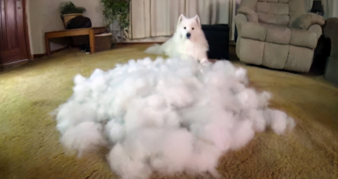 十大不掉毛体味轻的狗排名,干净不掉毛无体味的大型狗