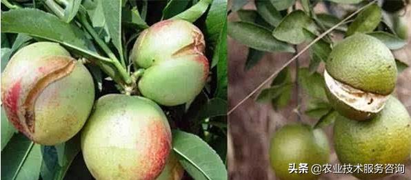 果树缺镁的症状是什么,果树缺氮磷钾怎么判断