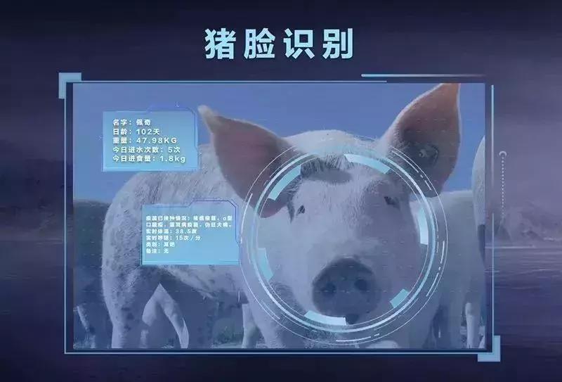 为什么大佬最后选择养猪,为什么大佬们都养猪