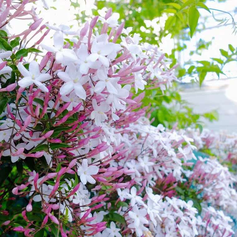 家里花卉小虫子怎么治,家里花草生虫怎么办