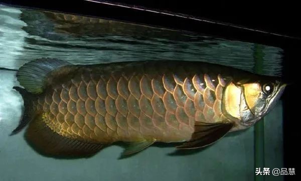 十种便宜又漂亮的龙鱼,一旦拥有别无所求是什么广告