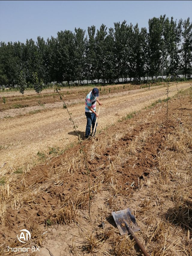 每年的芒种时间固定吗,芒种时间是每年几月