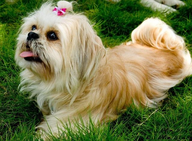 西藏四种原生犬,正在消失的四种本土犬