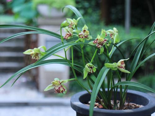 家庭养花黄叶施钾肥,家里养花盆底下垫什么好