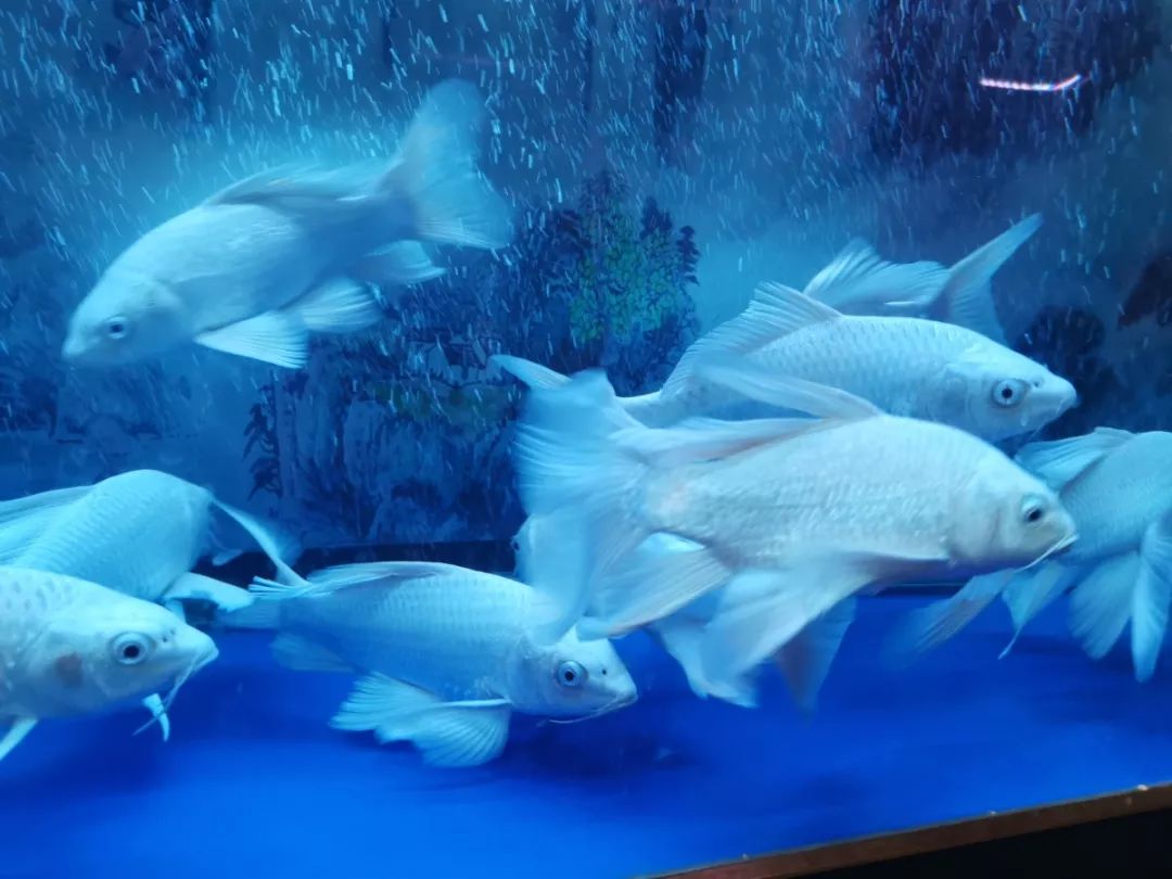 商丘花鸟批发基地,商丘花鸟市场地址