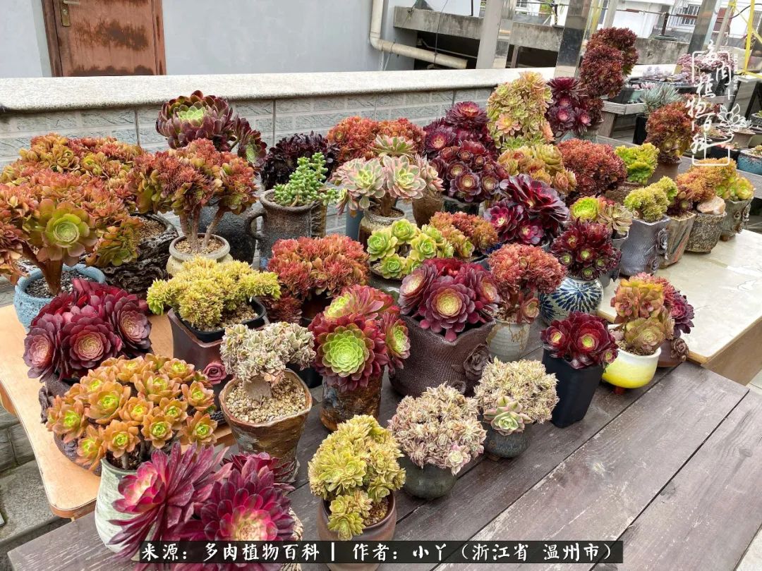 祖上无院家里无矿,一腔浪漫情怀付诸楼顶造花