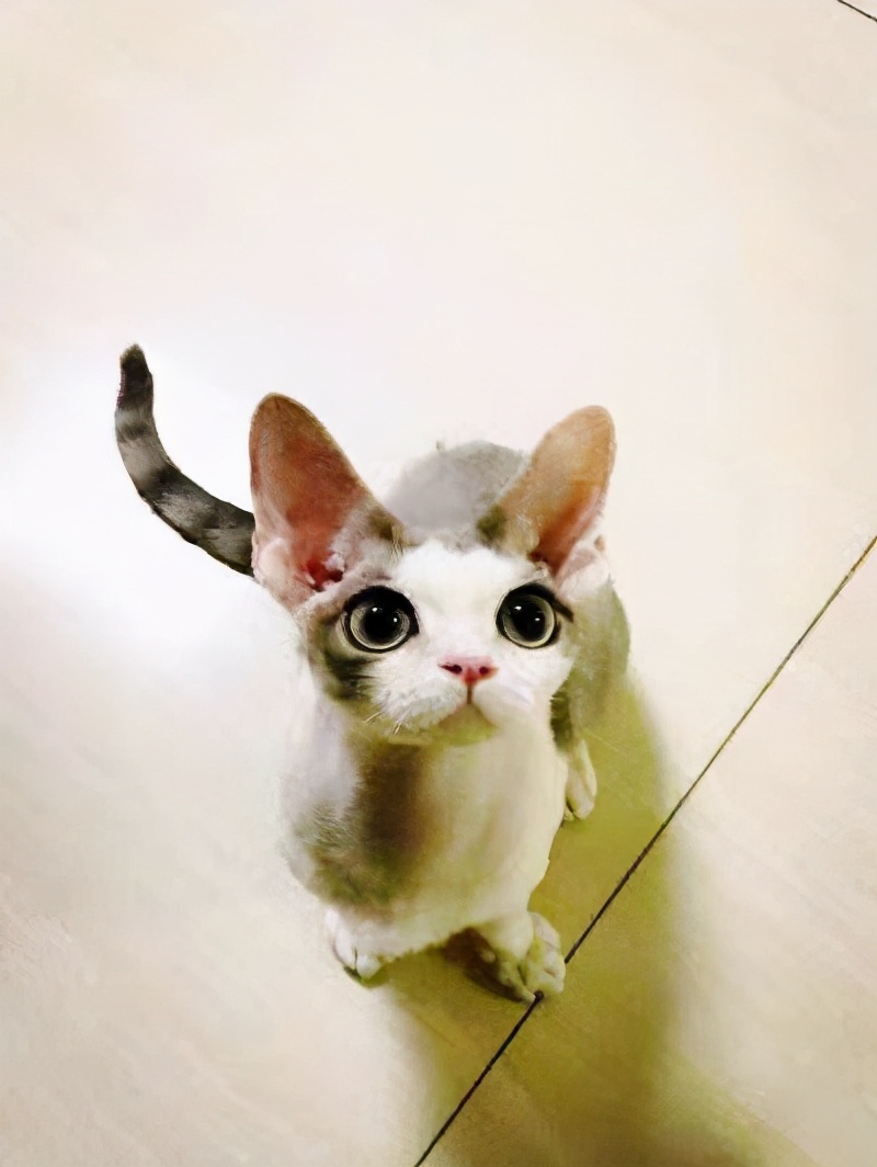 德文卷毛猫猫粮吃什么价位的,德文卷毛猫不吃猫粮怎么办