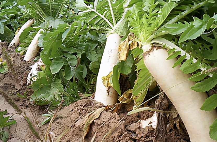 为什么说穷死不耕丈人田,饿死不耕丈人田是什么意思