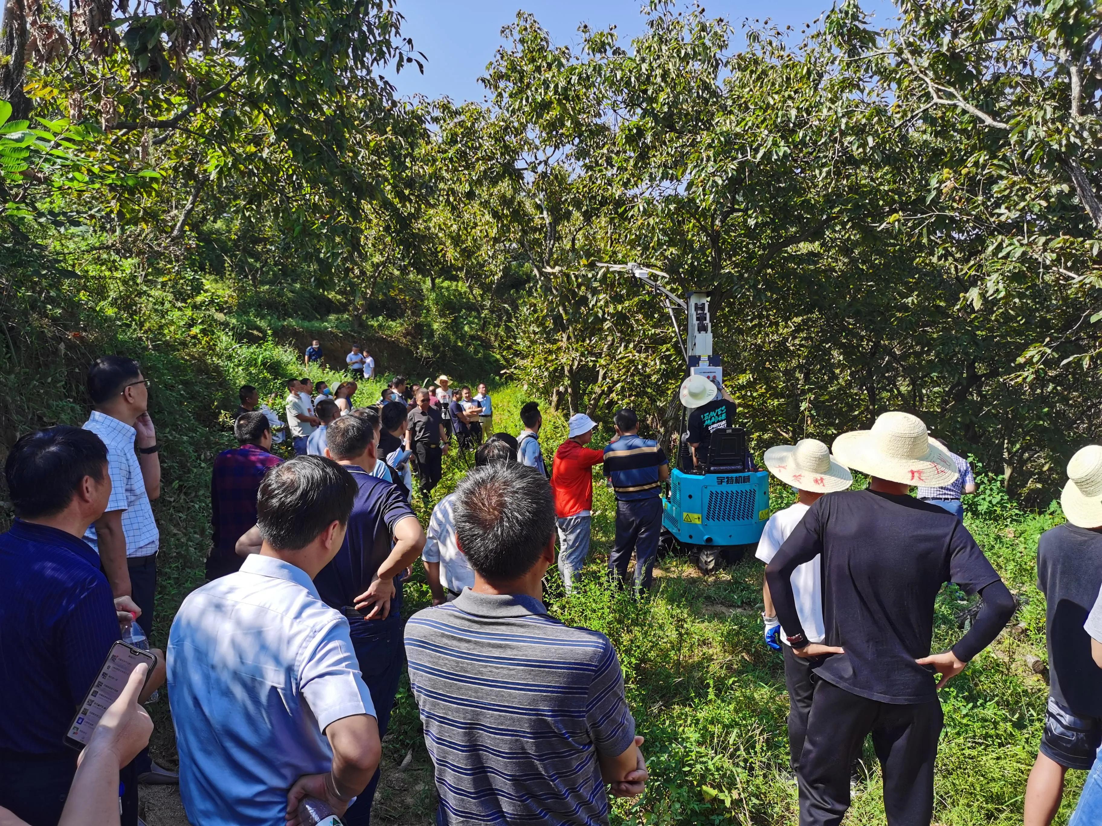 板栗脱粒机使用视频,振动机摇板栗树视频