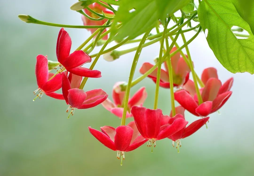 100种常见观叶植物图鉴史上最全,农村常见的100种植物