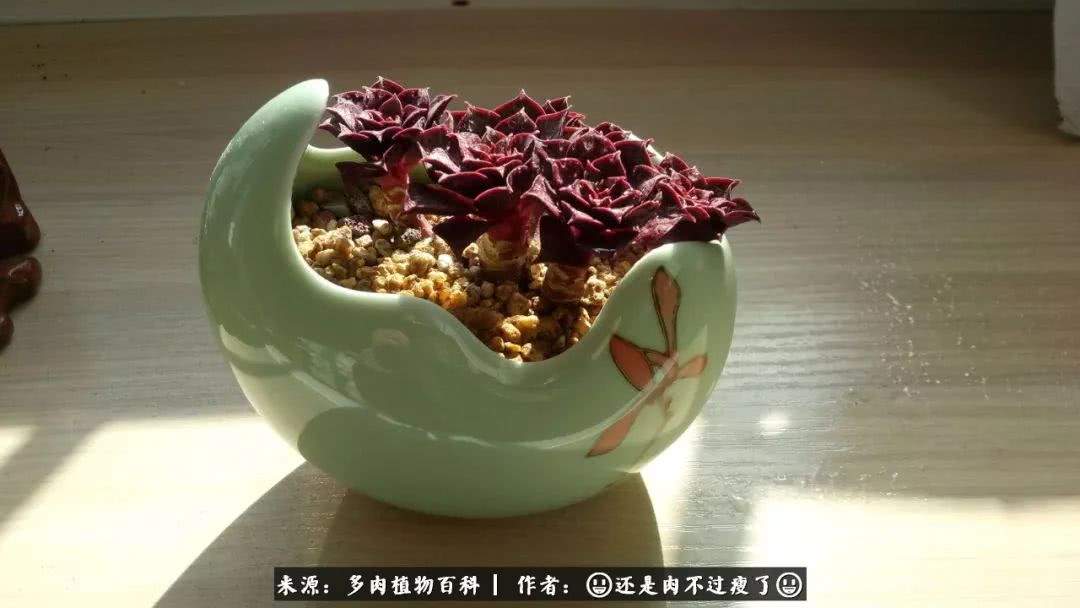 日照弘一法师,日照法师请师父