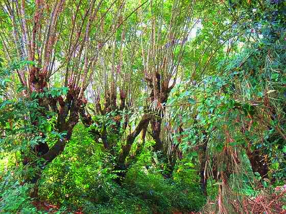 西双版纳热带雨林就是原始森林吗,西双版纳离城区近的原始沟谷雨林