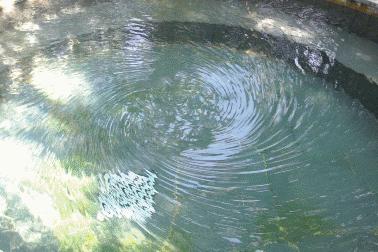 广东第一硫磺温泉度假村,广东超好玩的度假村