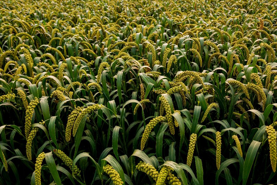 小米的故事,小米的故事系列全套