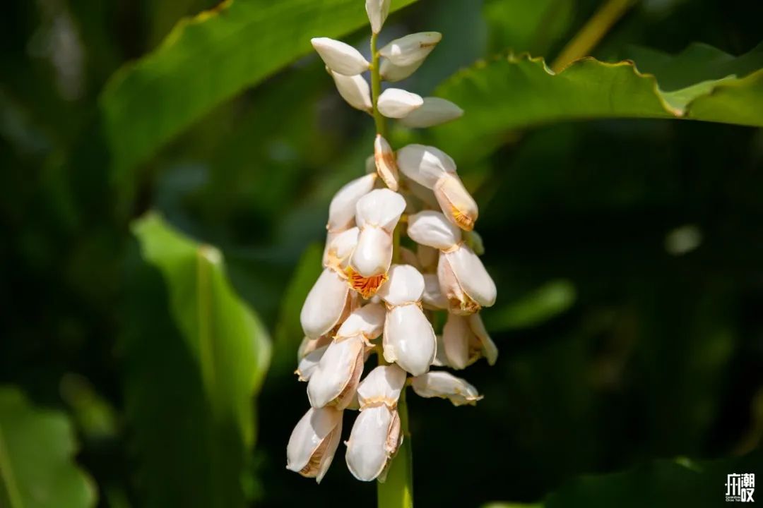 300+万㎡原始森林秘境，天河就有