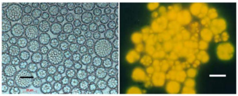 怎样可以整一个成型的鸡蛋,怎么样能煎出一个嫩嫩的鸡蛋