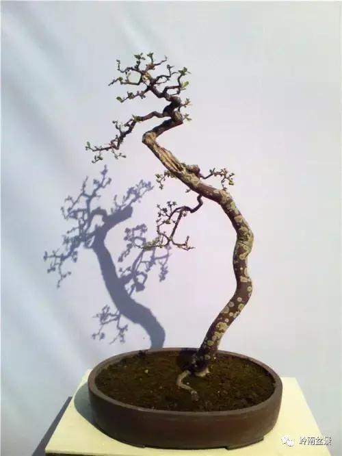 一盆盆景佳作究竟应该是怎样的,大师级盆景作品欣赏