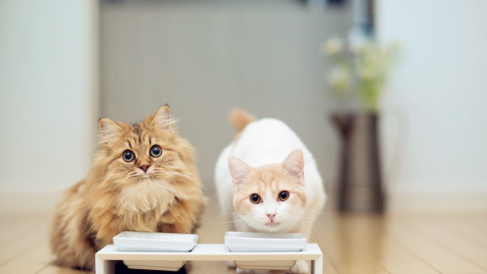 猫咪吃什么牌子的猫粮好,猫粮什么牌子好求推荐