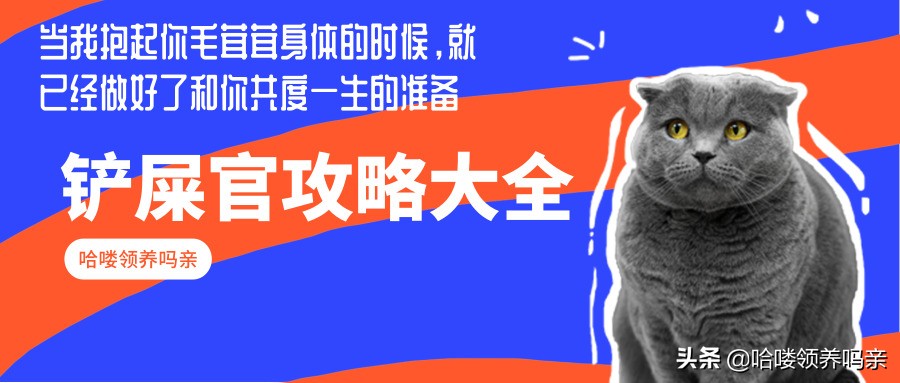 假期出门宠物怎么安置,假期宠物寄养哪里实惠