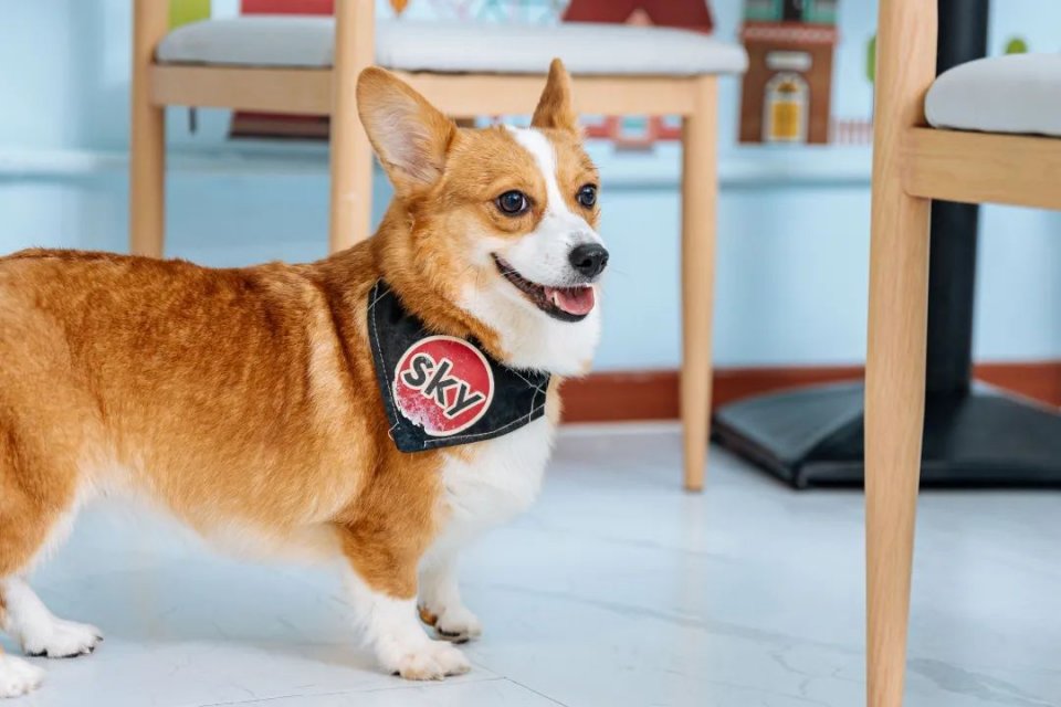 吸屁屁,短腿大耳肉嘟嘟,这家店进去就出不来了…