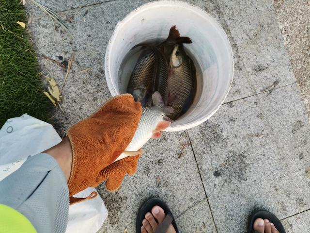 冬天筏竿钓土鲮,筏竿钓大土鲮