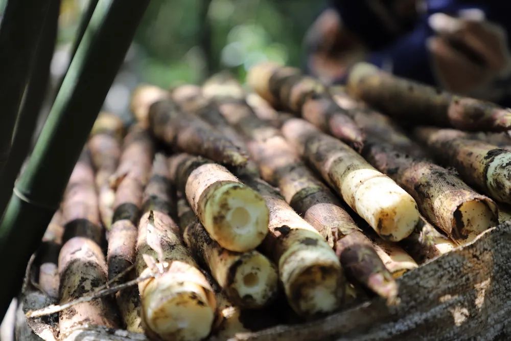 四月天山上春笋鲜,人间四月天春笋鲜