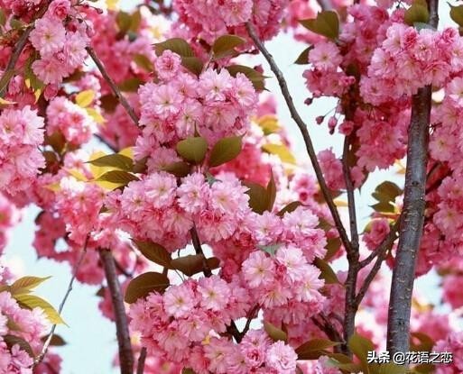 唯美的樱花花语,樱花落英缤纷拍摄技巧