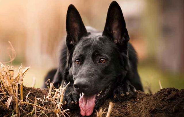 汉朝吕后杀戚夫人原因,吕后为什么会被狗咬死