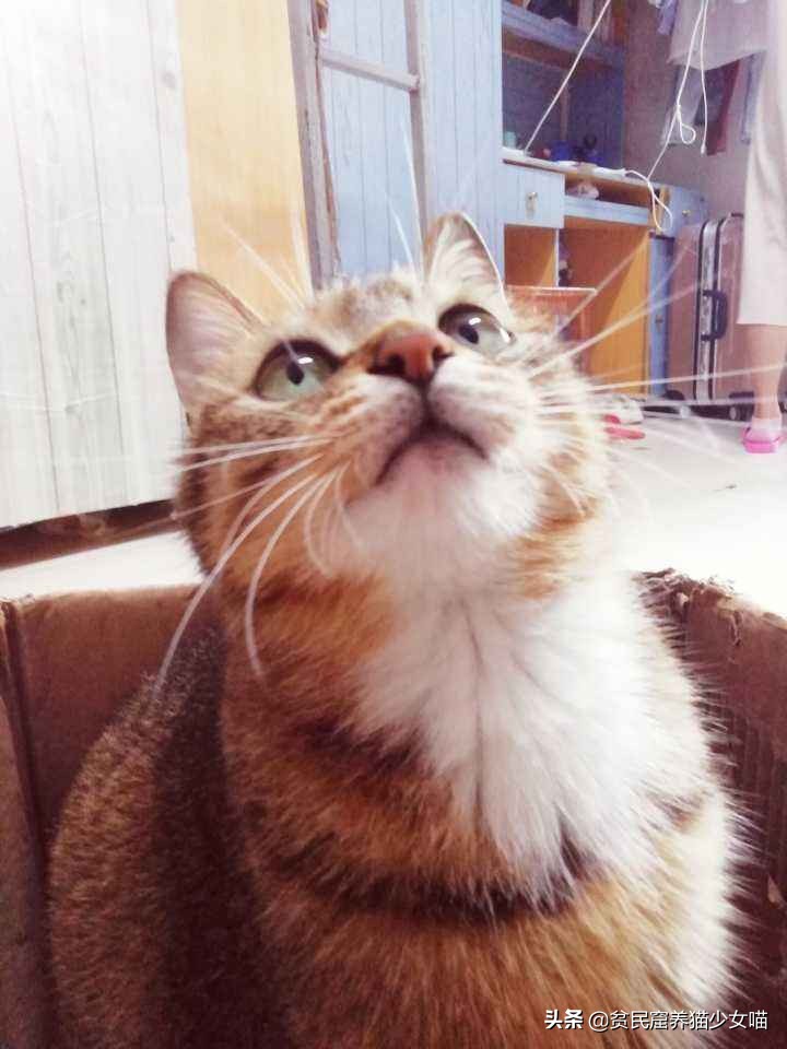 猫咪黑下巴抹红霉素软膏还是眼膏,猫咪黑下巴到底怎么治