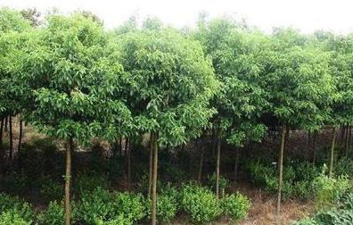 江西奉新苗木最大交易市场,预测哪些苗木价格会回升