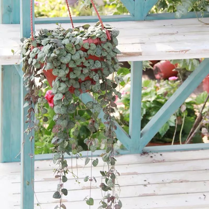 推荐4种垂吊花，不开花也好看，家里养几盆，呼呼长成绿窗帘