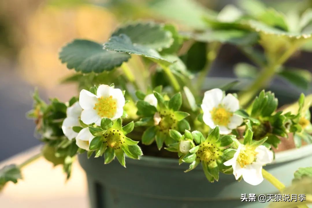 草莓防寒的方法,草莓熟了怎么保护