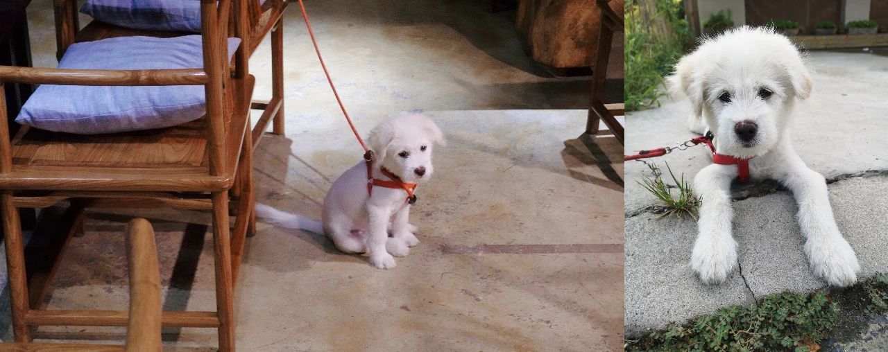 我与锐界的出逃计划:打卡苏州“小镰仓”