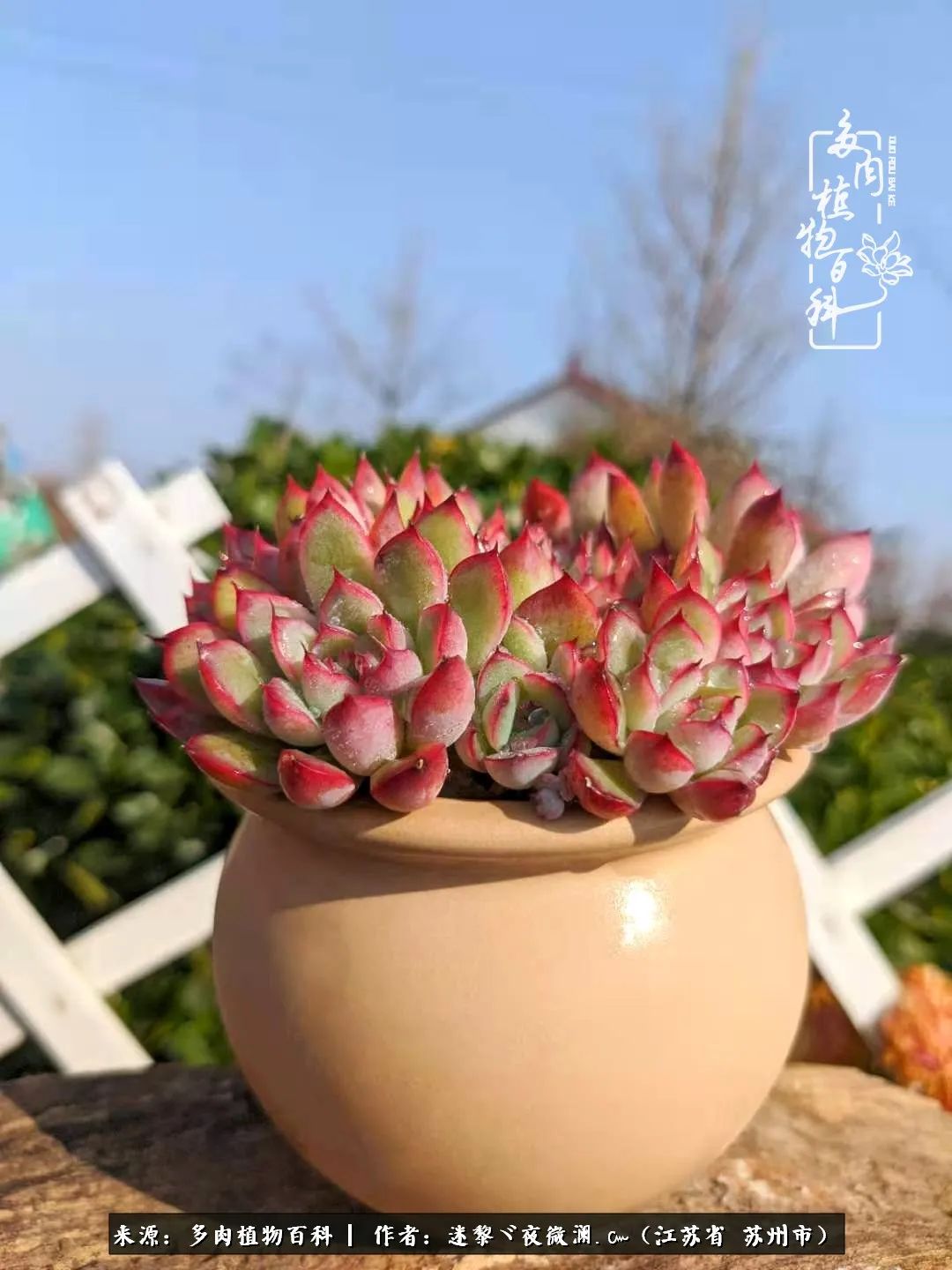 围观多肉版武林大会，一起穿越吧,下