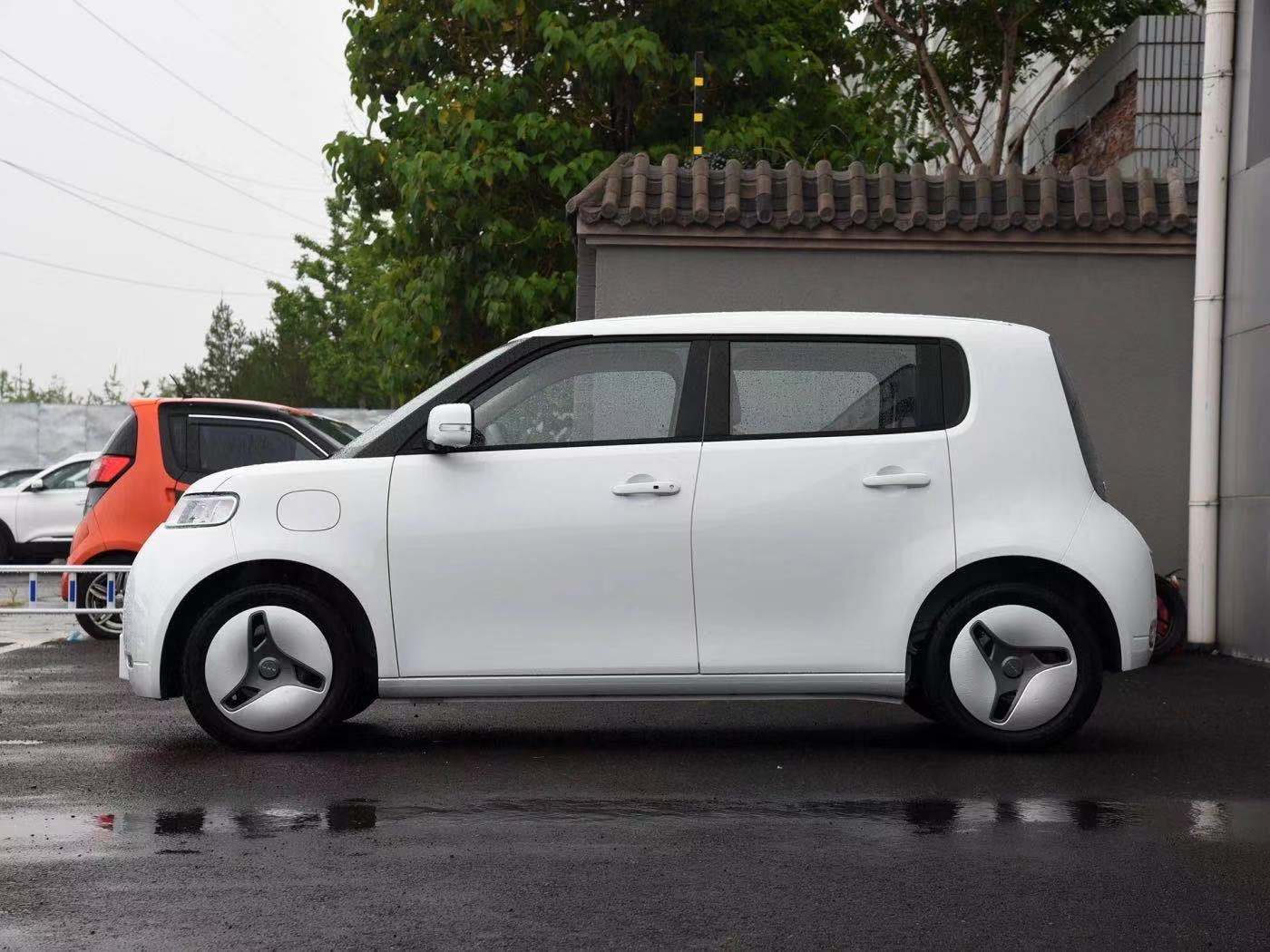 薛定谔的猫实测,欧拉白猫小野猫试驾