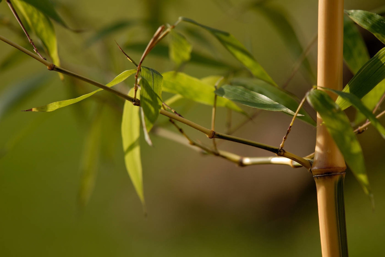 小学生经典诵读100篇一二年级爱国,小学生经典诵读100篇作文