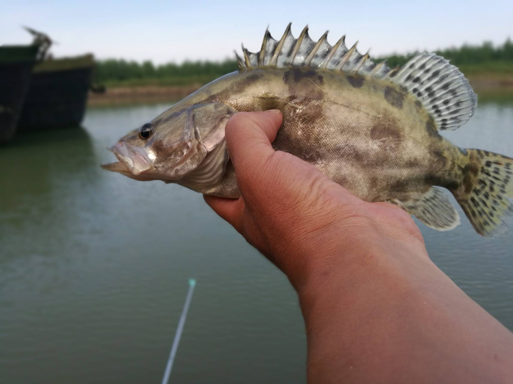 野钓窝子有鱼不咬钩什么原因,野钓窝里有鲫鱼但是不咬钩