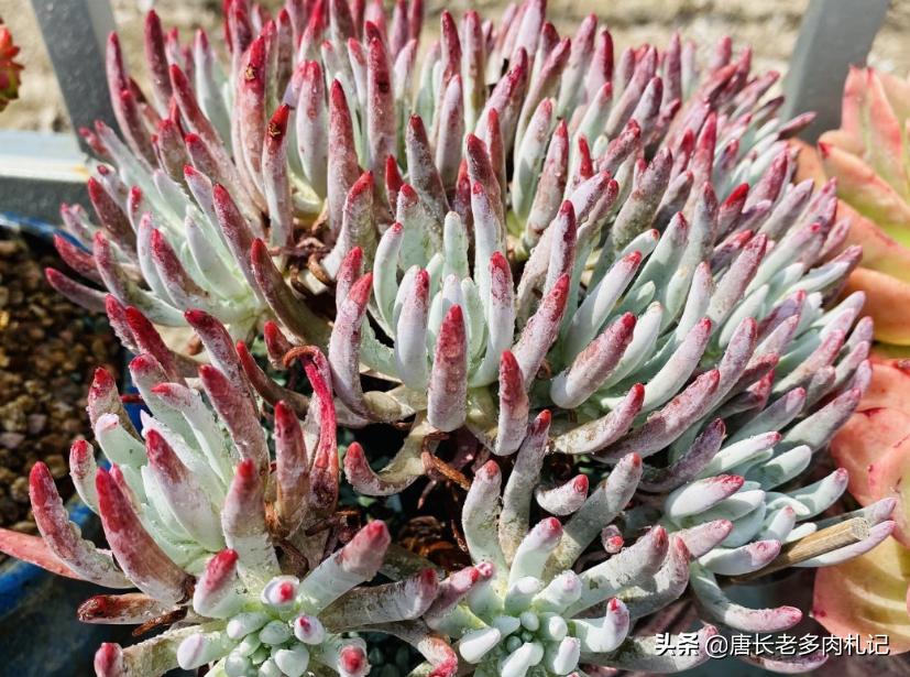 杜爱丽丝多肉怎样养,多肉爱杜丽丝用什么土种好