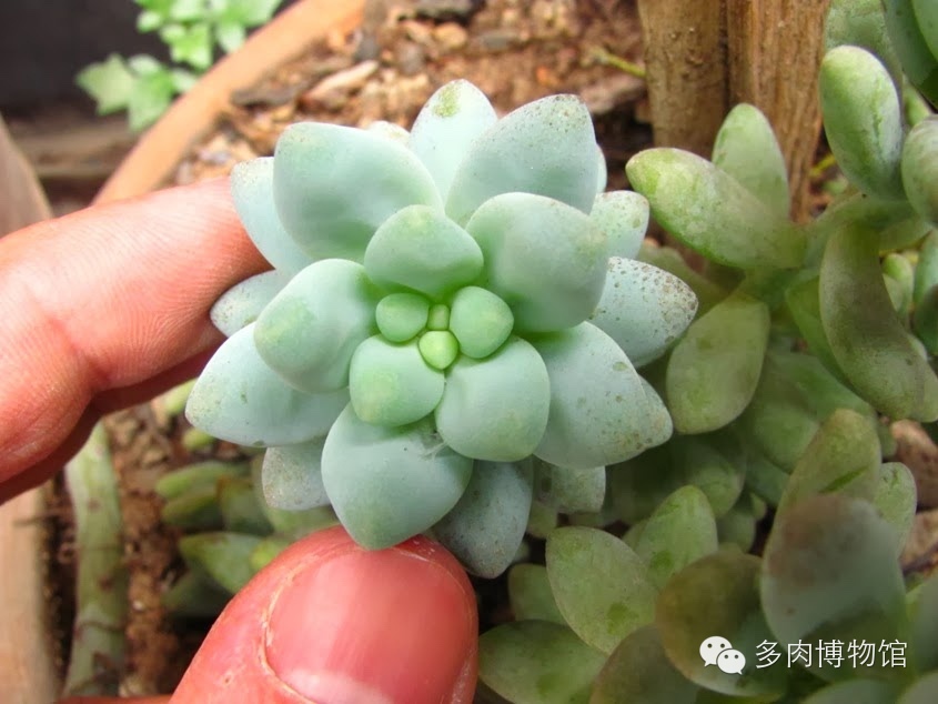 天使之泪多肉老桩,天使之泪多肉状态图