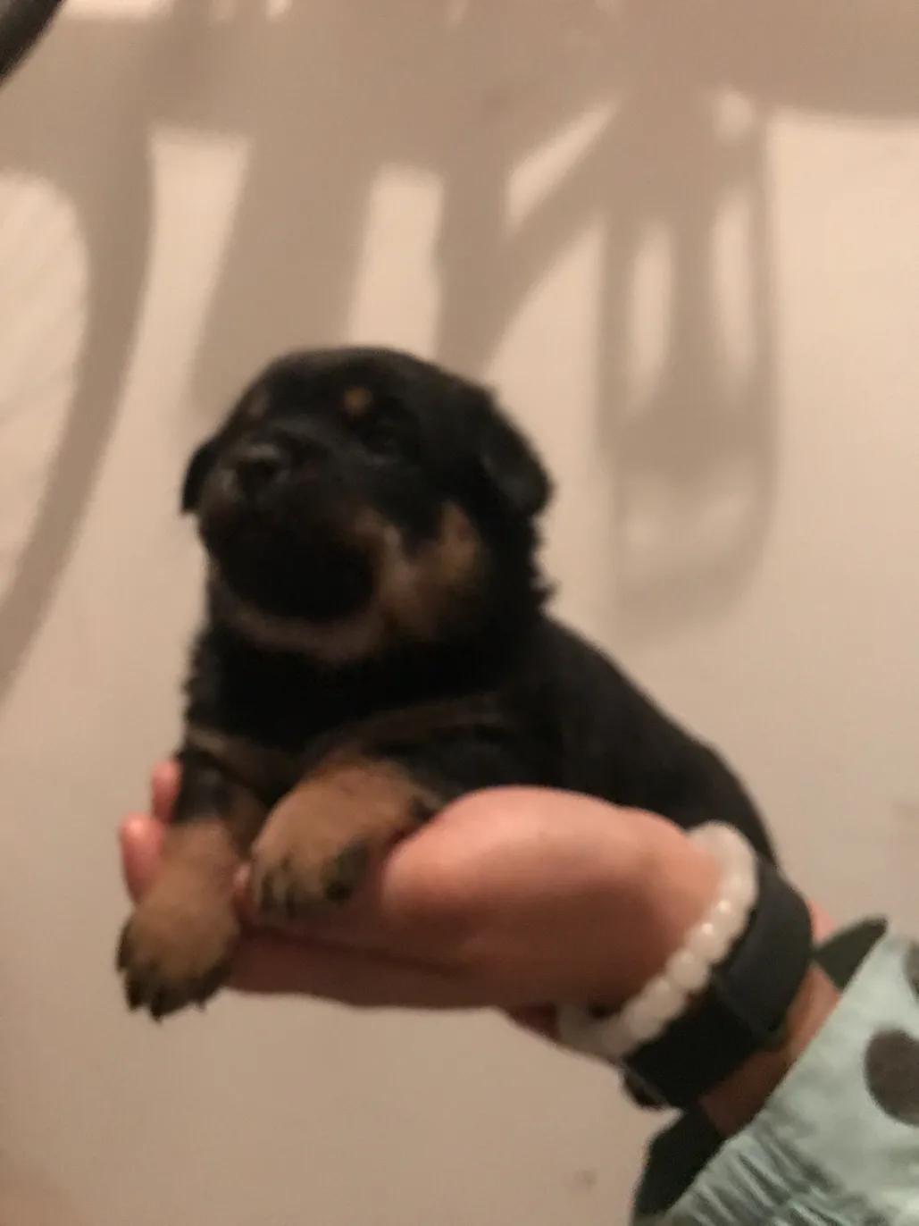 小黄是只流浪狗5之小狗仔们都找到新家啦