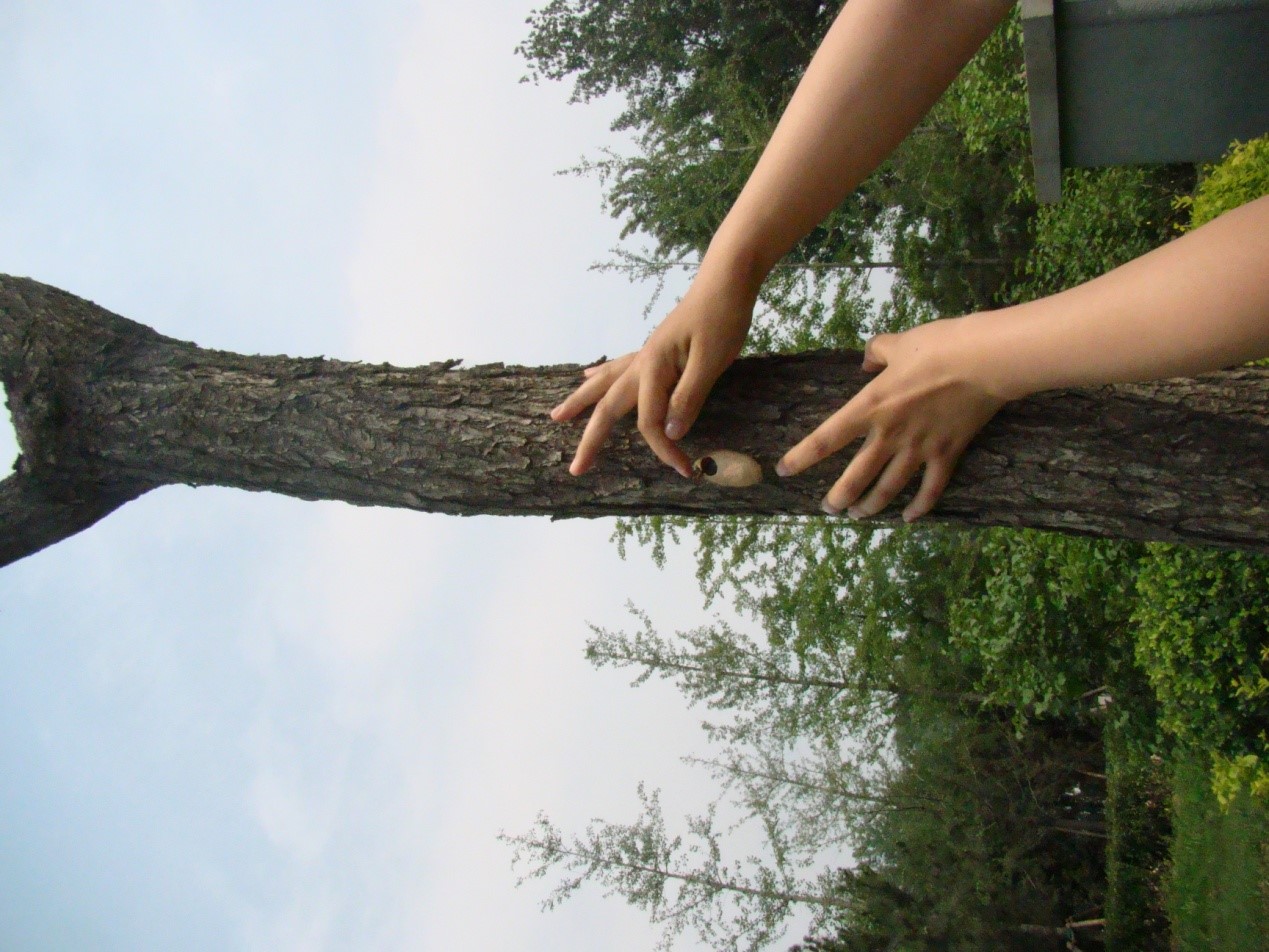 这个秋天碰到白色毛毛虫了吗?其实它们来自大洋彼岸