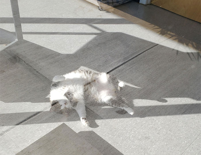 胖猫搞笑图片,胖猫搞笑的视频