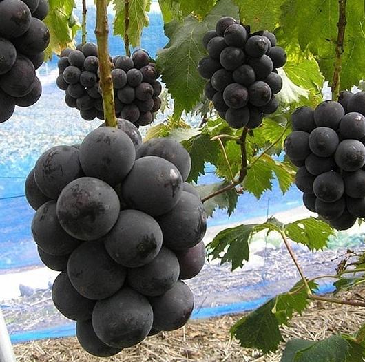 日本四季水果有哪几种,日本最好的五种水果