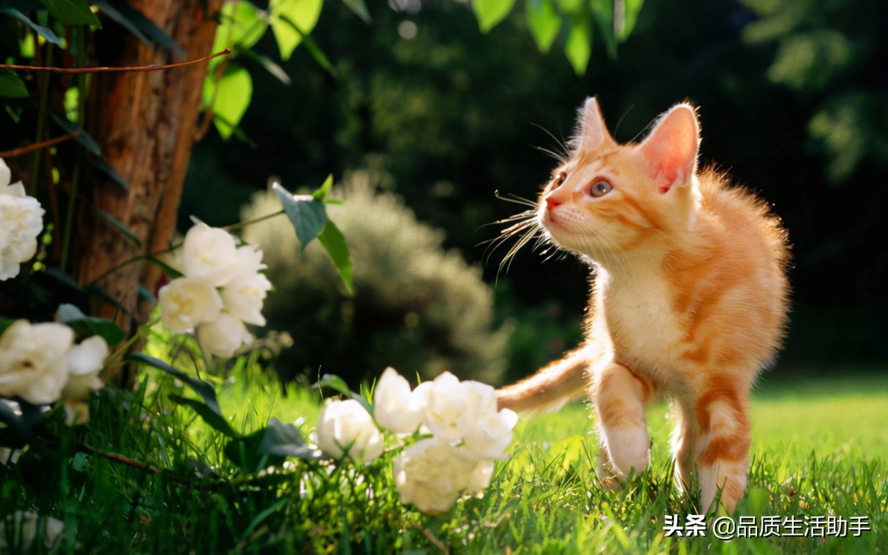 养猫怎么处理猫毛粘衣服,怎么处理猫毛最好的方法