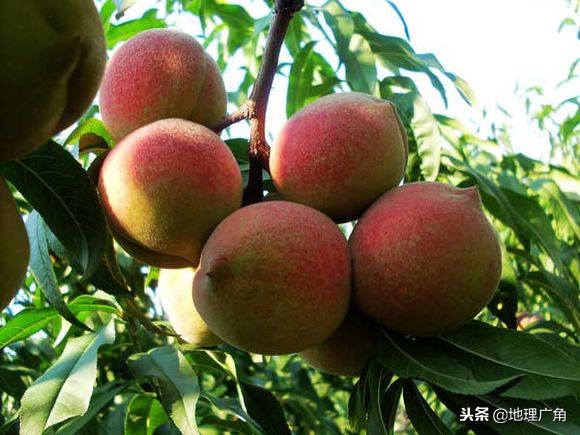 山东标志性美食图片,山东特色优质农产品目录